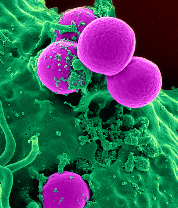 Friendly gut bacteria explained