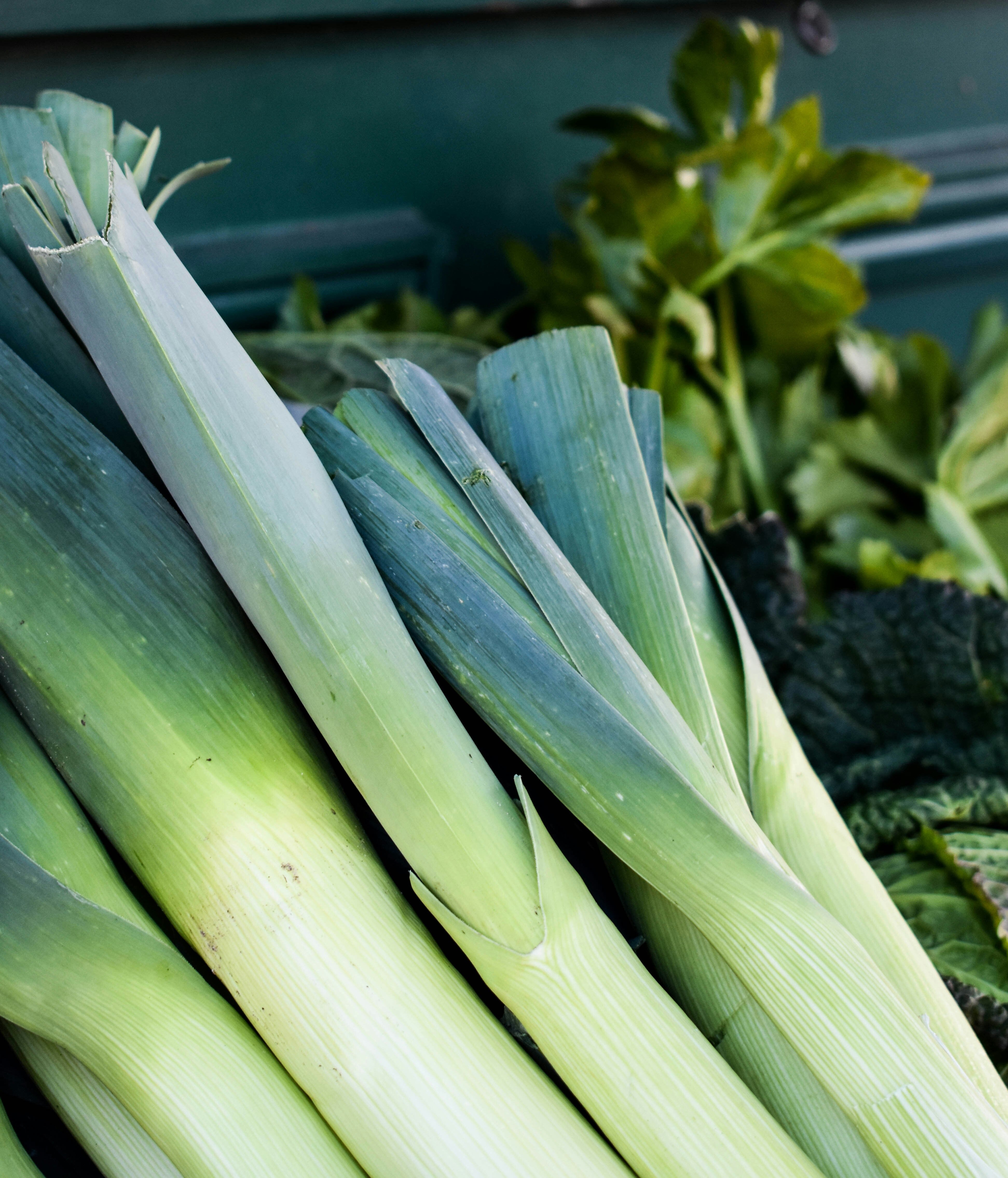 What is Inulin? – The Gut Co®