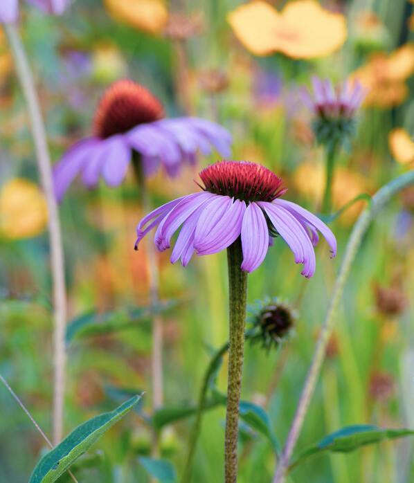 Benefits of Echinacea 