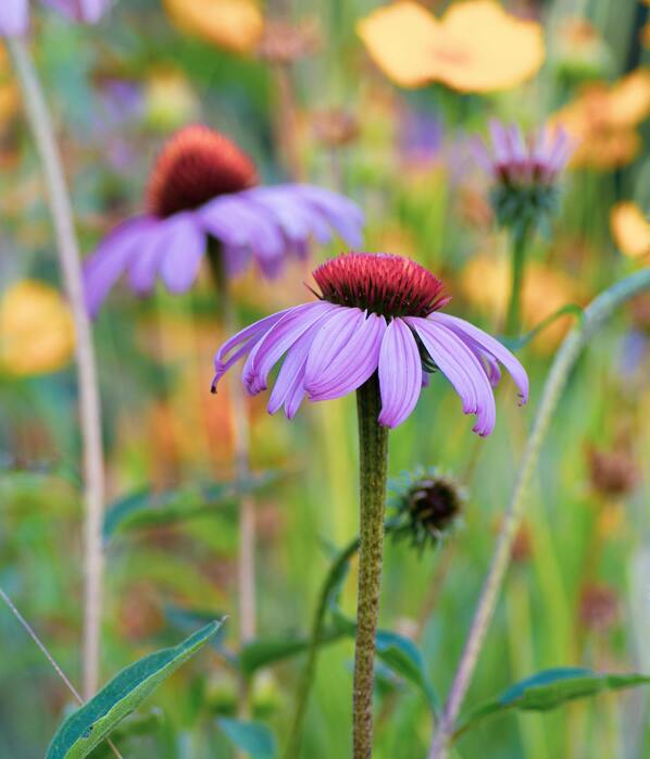 Benefits of Echinacea 