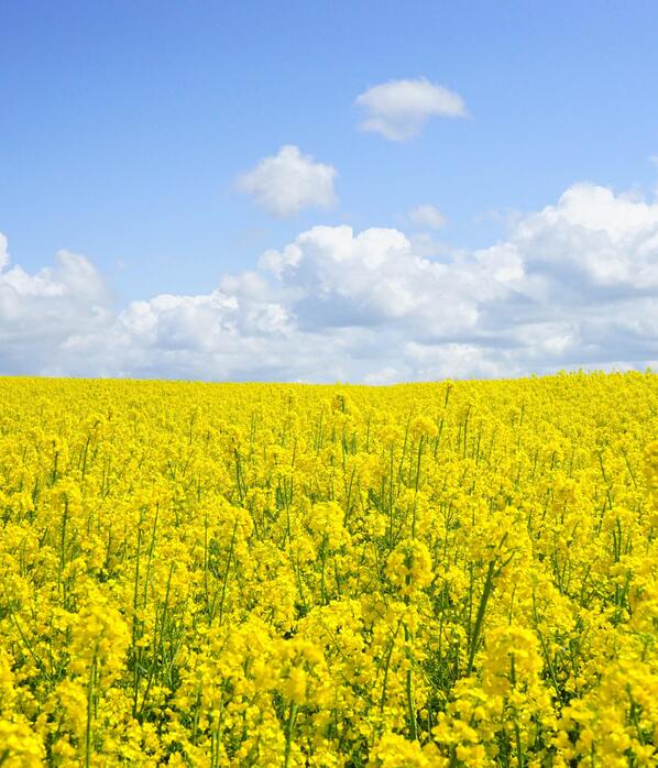 Hay Fever and The Gut: Is There A Link?