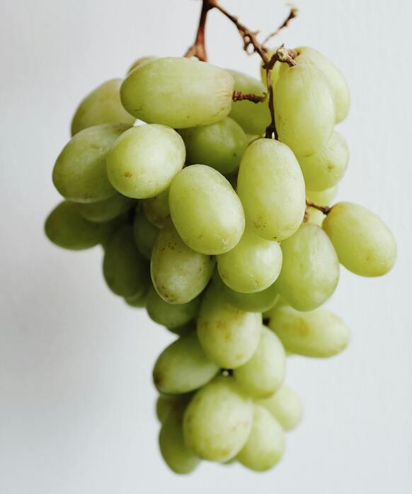 What is Grape Seed Extract? 