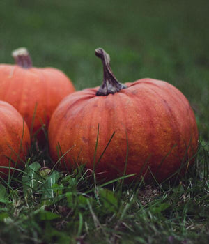 are pumpkins good for gut health?