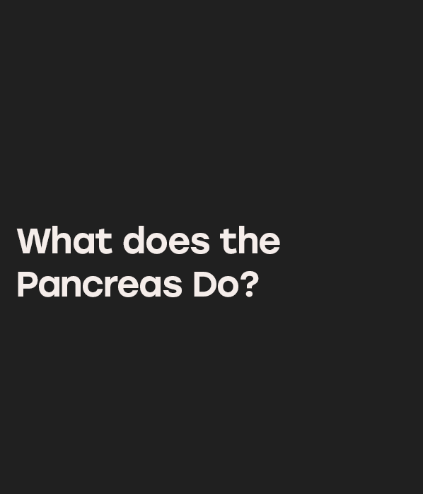What does the Pancreas Do?